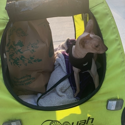 Fiona the Peterbald cat coming home from the store.