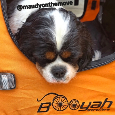 Maudy enjoys her booyah stroller!