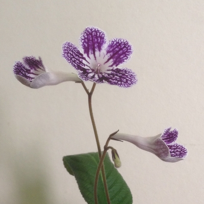 A young Streptocarpus 'Polka-Dot Purple' with its first flowers. Photo by N. Phillips.