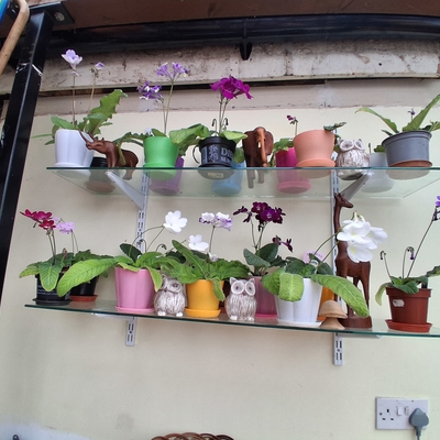 customer photo of Dibleys