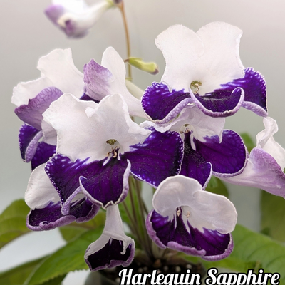 Harlequin Sapphire