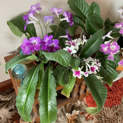 3 streptocarpus,the best today!