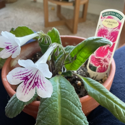 Please identify. Pretty but not what I expected. Thank you.