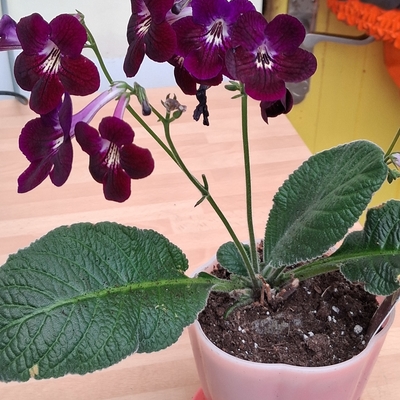 customer photo of Dibleys