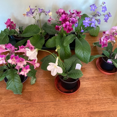 Mum’s plants