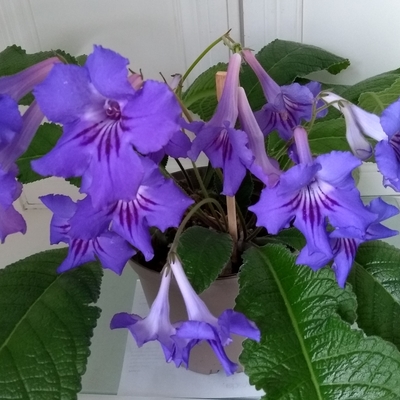 My streptocarpus have been wonderfully floriferous this year.