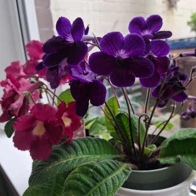 kim and susan blooming  well