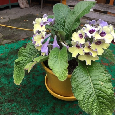 All my Streptocarpus has been living outside July and most of august, now they live in a north/weat-window. Ida/Denmark
