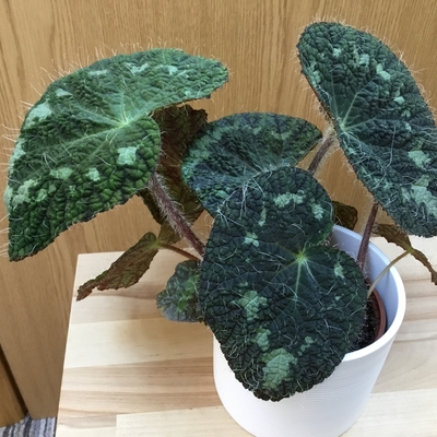 Begonia Sizemoreae has had a growth spurt in the last 2 months.