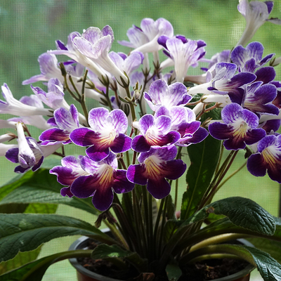 Streptocarpus Ladyslippers Azure
