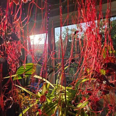 Saxifraga stolonifera in our North by North East window, catching the late afternoon sunlight. We saw this growing in Dibley's shop at their nursery and we had to hav