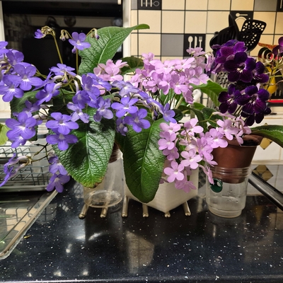 One of my many streptocarpus 