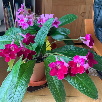 Caitlin and Stella, I think as I haven’t any labels. They were presents from a neighbour who takes leaf cuttings. 