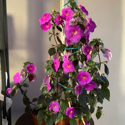customer photo of Dibleys