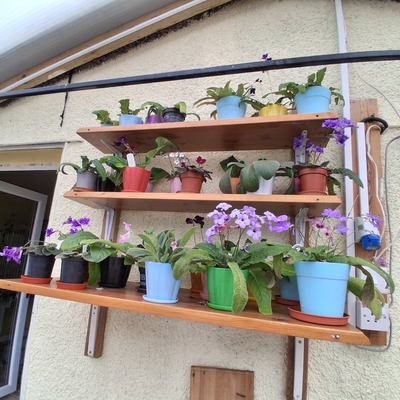 customer photo of Dibleys