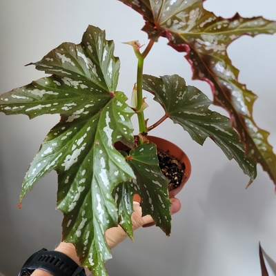 Sophie Cecile - one month on from potting up ad a plug. Impressive growth!