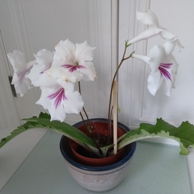 Offspring of the streptocarpus that sparked my interest, bought over 20 years ago.