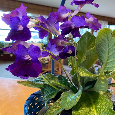Amazing house plant
