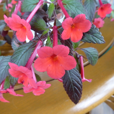 Achimenes 'Apricot Glow' bought in 2018