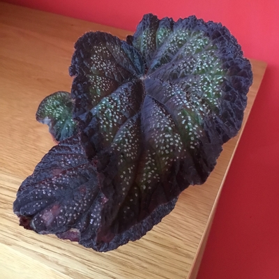 This is my Black Knight begonia. Not many leaves but a stunningly dark and luxurious