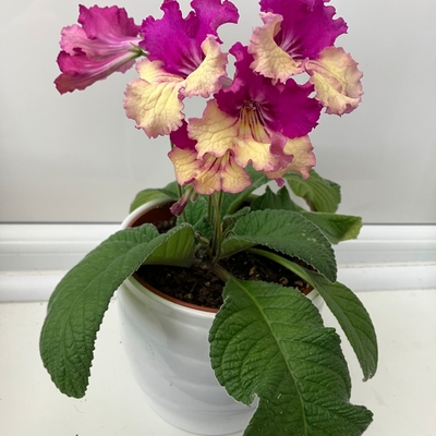 Streptocarpus 
