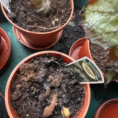 Dead 2 plants