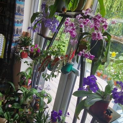 Some of my specimens on the plant theatre 