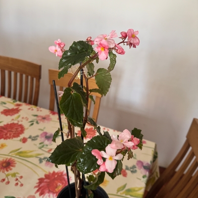 Begonias