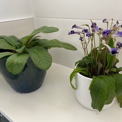customer photo of Dibleys