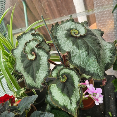 Begonia Rex looking lush