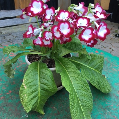 All my Streptocarpus has been living outside in July and most of august, now they live in a north/west window. Ida/ Denmark