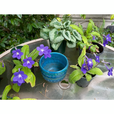Leaves similar to Primrose, deep blue flower at end of long narrow trumpet.