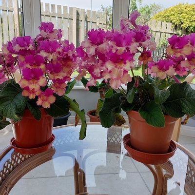 2 lovely plants
