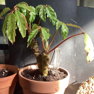 I so love how like a bonsai this looks , it’s a beautiful plant to grow and only a year old from one of your plugs