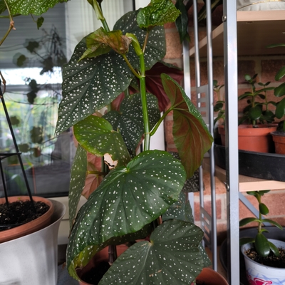 I think it's a cane begonia with quite big white spotted leaves, I just call it Polka dot 