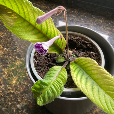 Polkerdot bought this spring. I have grown Streptocarpus for many years. Please can I have a replacement? Kind regards 