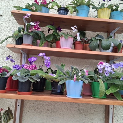 customer photo of Dibleys