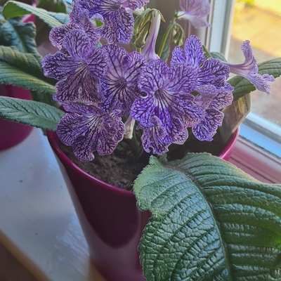 Streptocarpus 2021