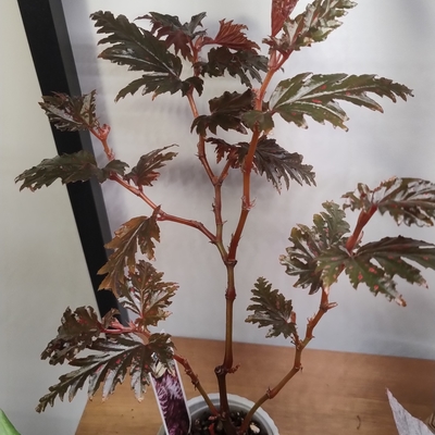 Begonia serratipetala from dibleys