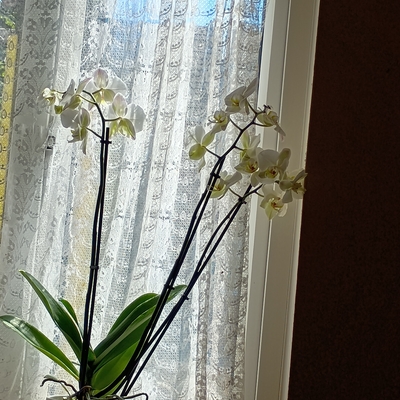 My Orchid
