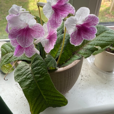 Pink leyla