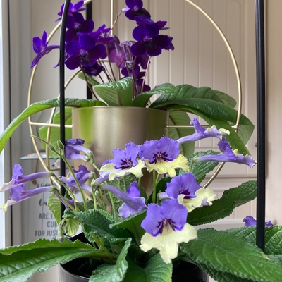 customer photo of Dibleys