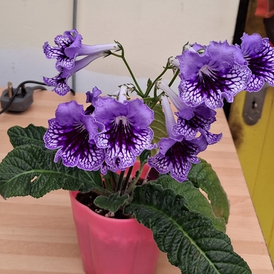customer photo of Dibleys