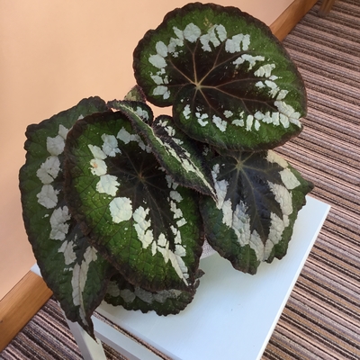 Emerald Giant , has grown to this size From a 4 cm plug in 3 months. Each leaf a little bigger than the one before.  The newest large  Leaf is 28cm long.