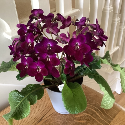 Patricia streptocarpus