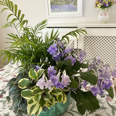 Planted bowl with one of your lovely blue streptocarpus 