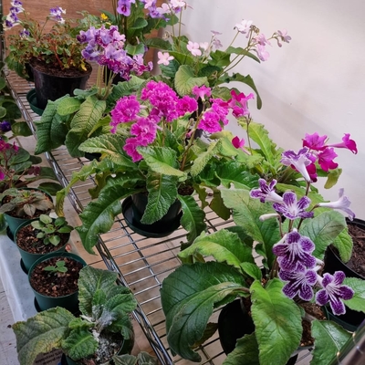 customer photo of Dibleys