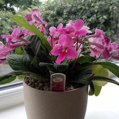 customer photo of Dibleys