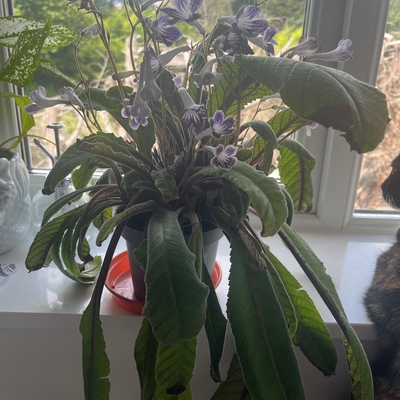 Do I need to repot, I bought it from the flower show 05/07. After  3 days it became like dying. Flowers and leaves turning brown even after careful watering