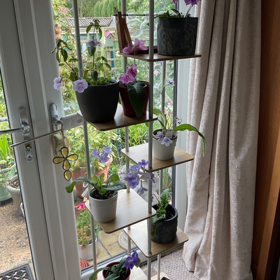 My beautiful  Streptocarpus Gwen, Victoria, Bethan, Rosina + two I don’t know the name + Achimenes.